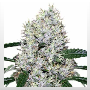 Purple Kush